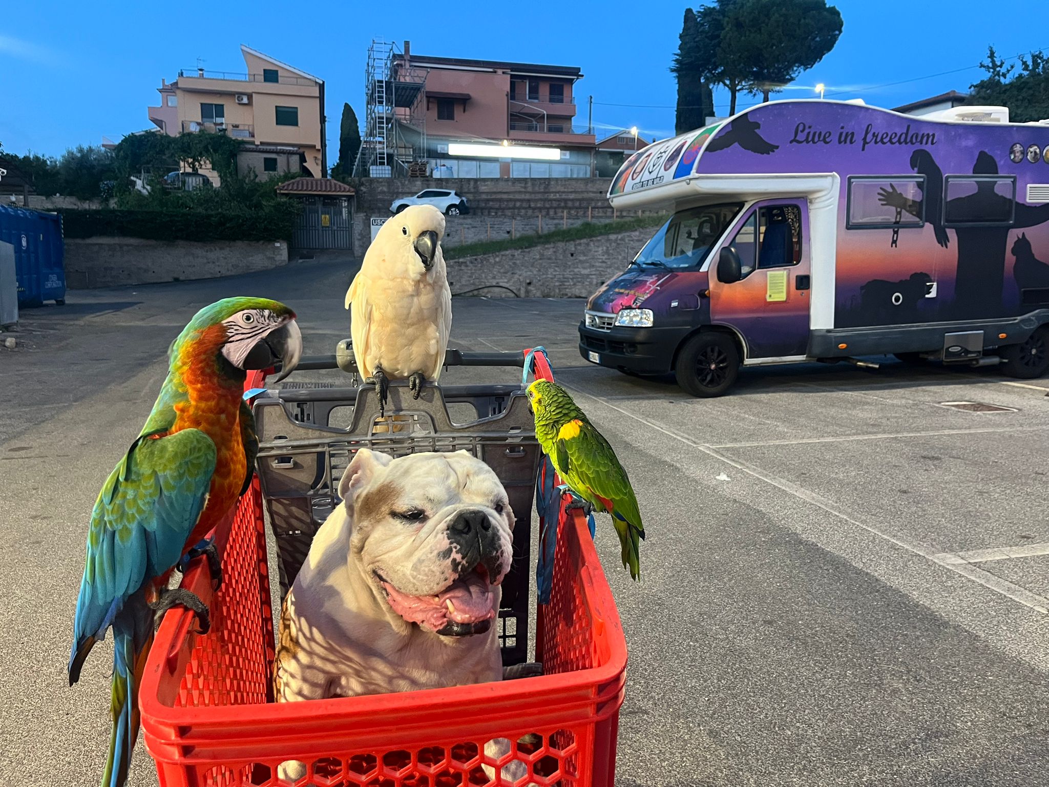 Bruno e i pappagalli — la famiglia Gentile in carrello
