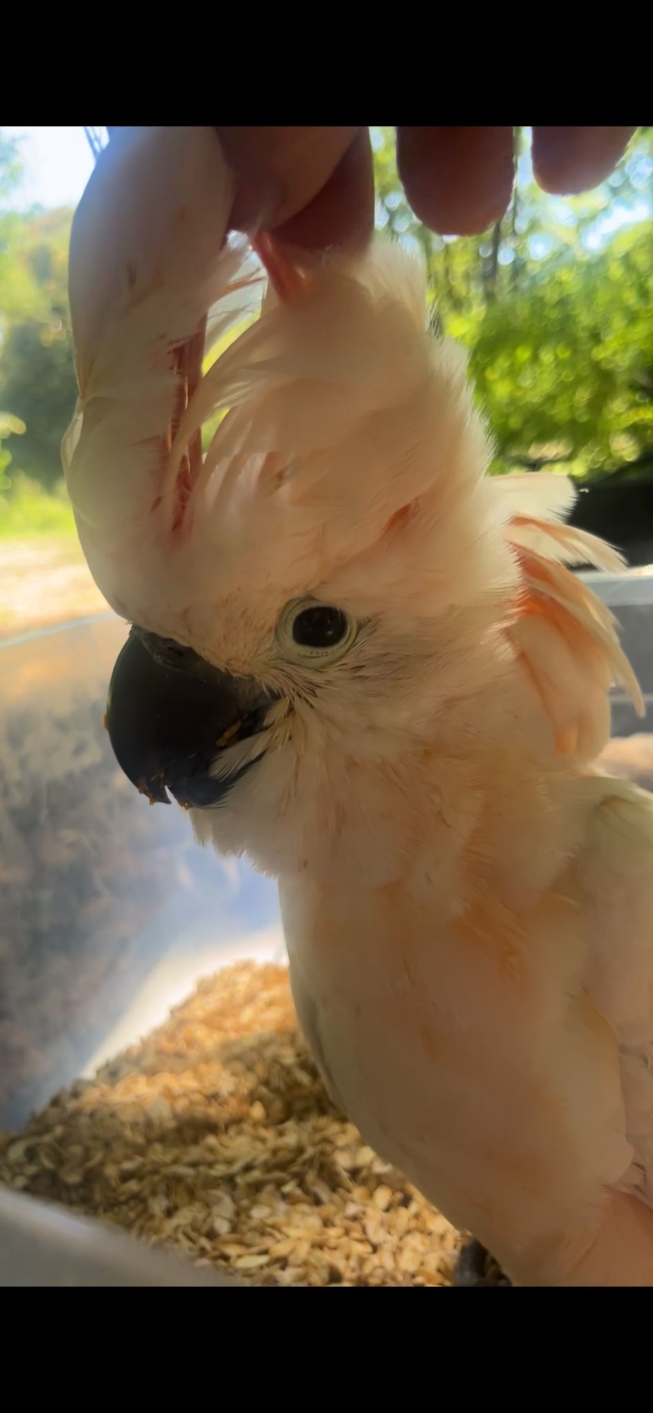 Cacatua — momento tenero