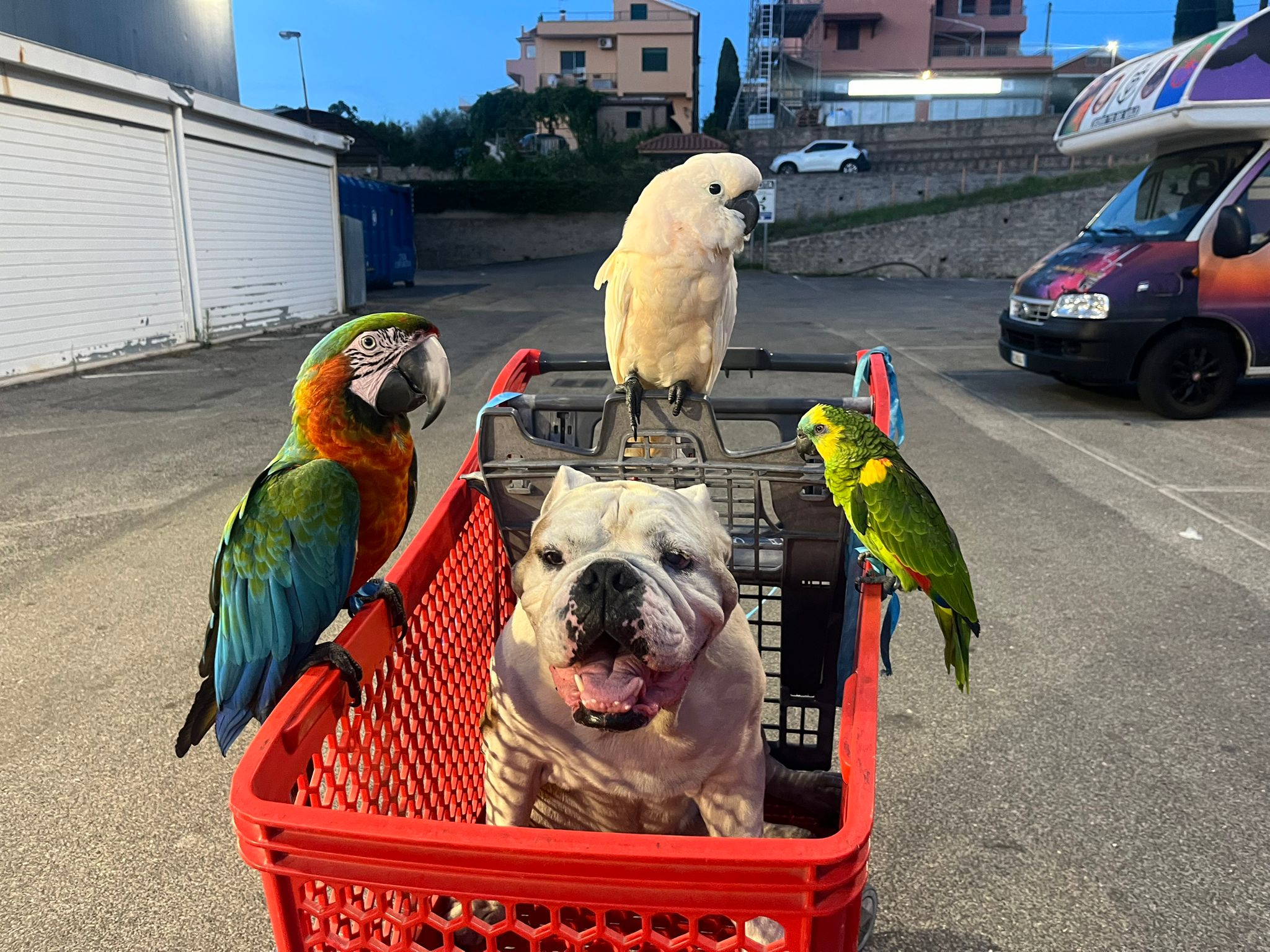 Bruno e i pappagalli — angolazione 2