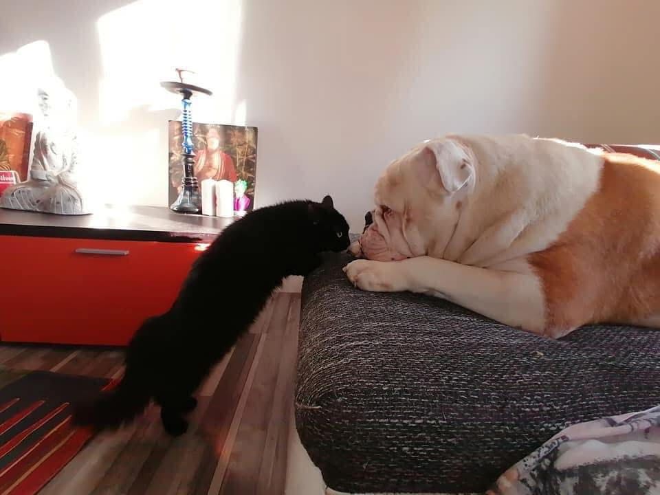 Il gatto nero e il bulldog — naso a naso