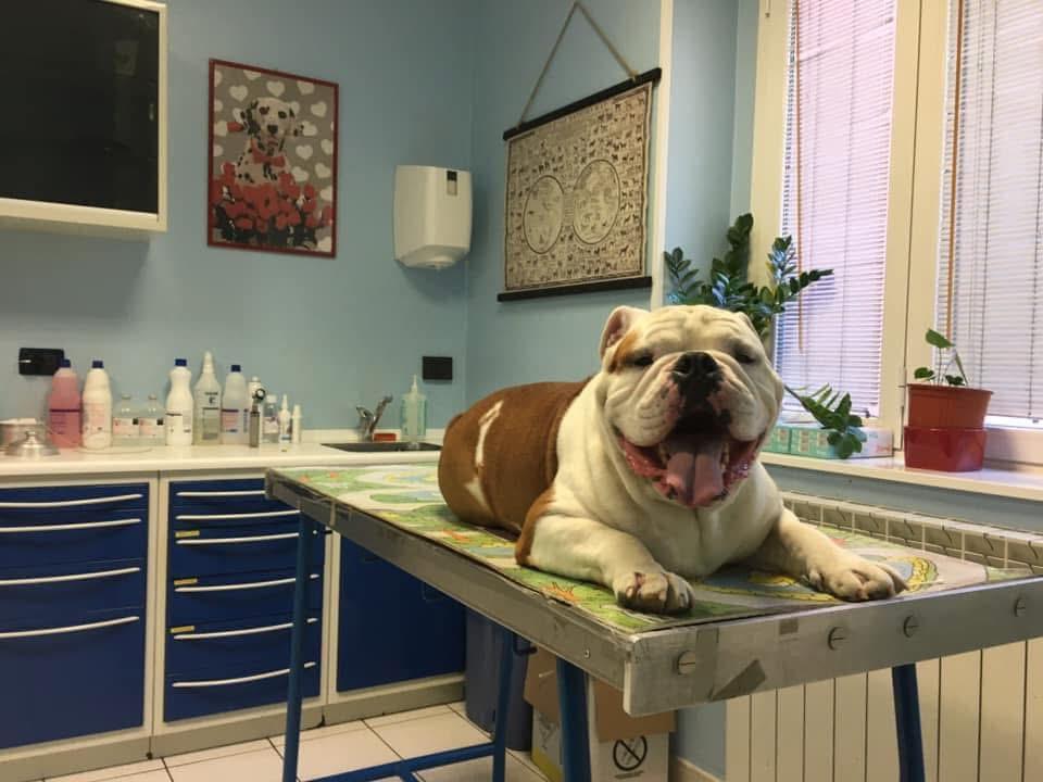 Il bulldog sorridente dal veterinario
